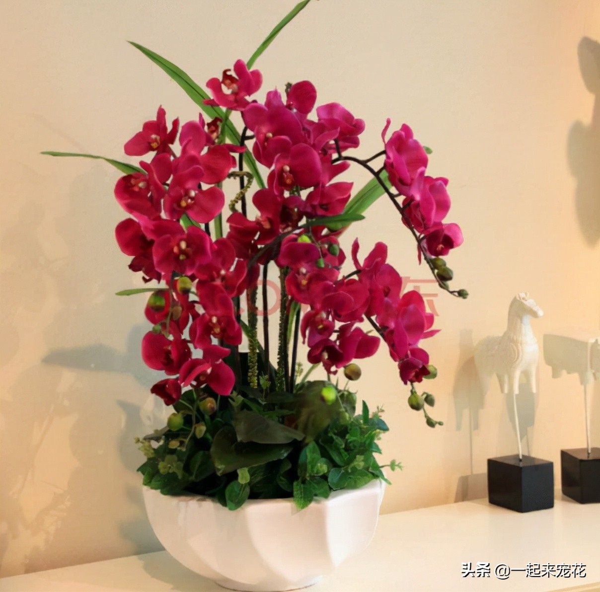 蝴蝶兰徒长不开花?狠下心来“砍一刀”,生根快长势旺,猛窜花箭