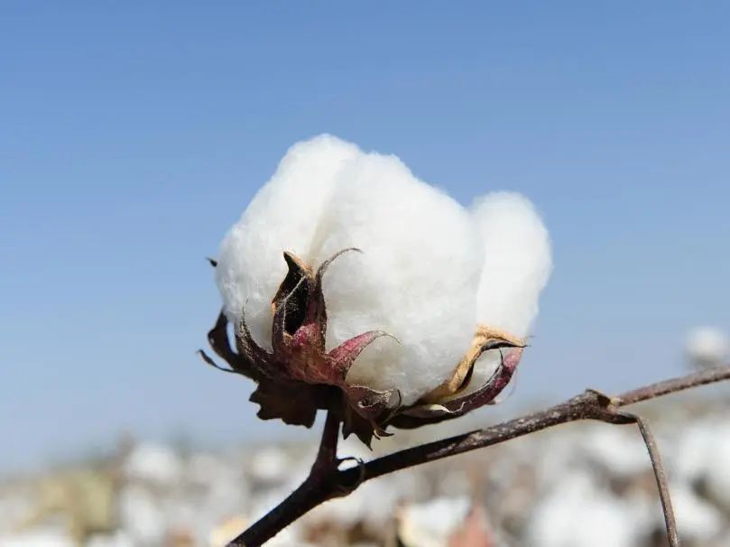 棉护士新品毛巾,棉护士