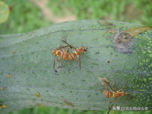 昆虫的习性与行为与害虫防治,害虫防治与昆虫分类