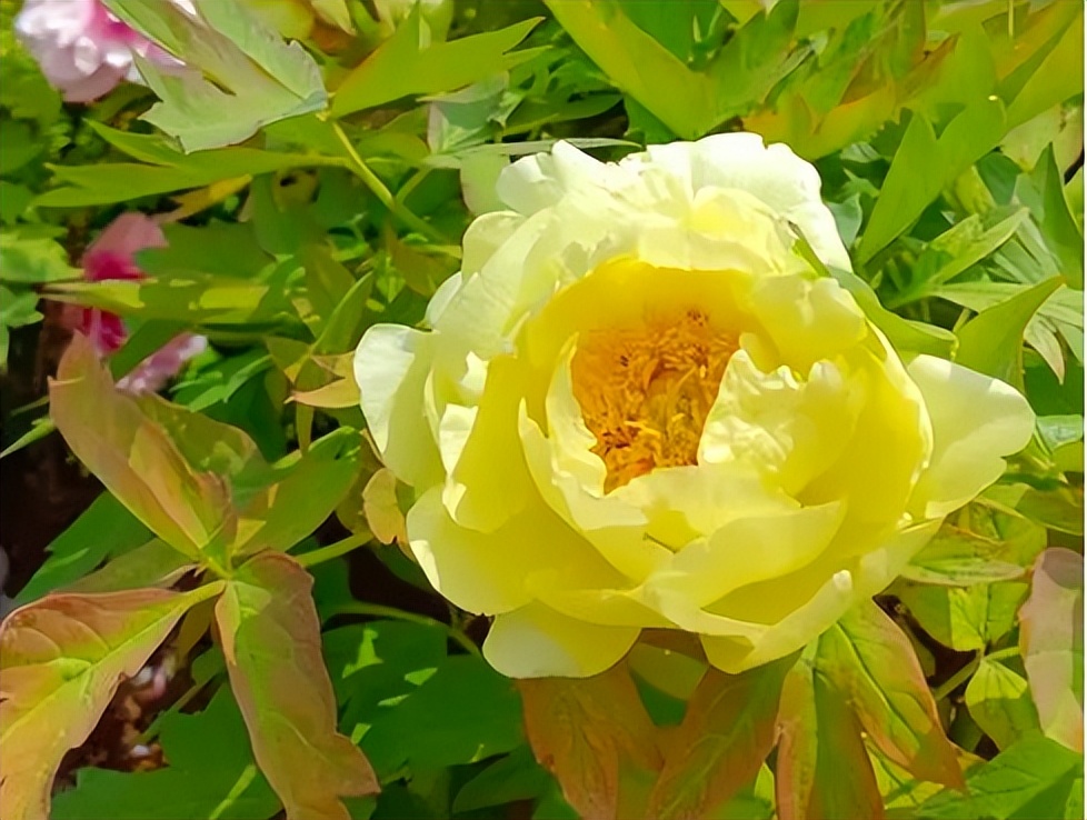 郑州到太行山一号公路自驾路线图,郑州周边自驾免费看红叶最佳路线