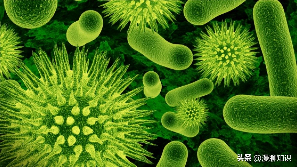 庆丰链霉菌是什么？关于它SQP1质粒的种间转移和表达