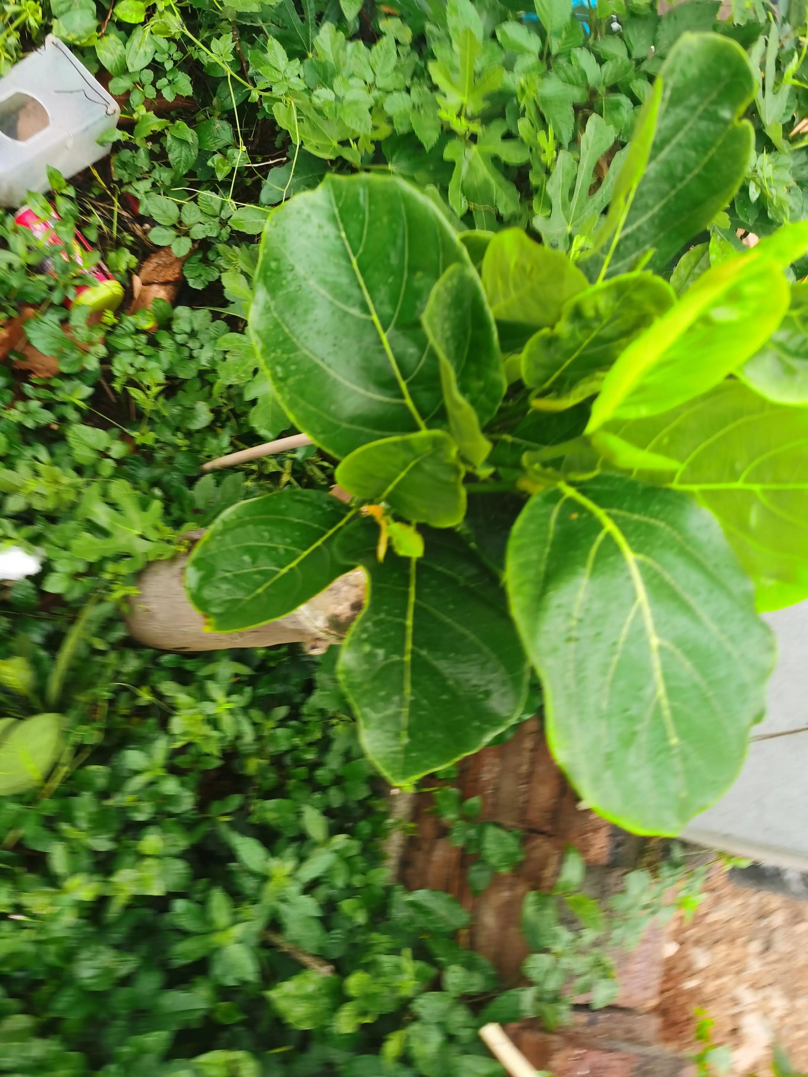 万能的头条帮忙鉴定一下菠萝蜜是哪个品种