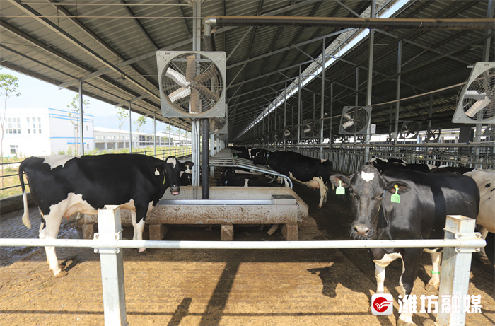 #潍坊山海行#【打卡“沂荷”:把奶牛从奶源升华为旅游资源】