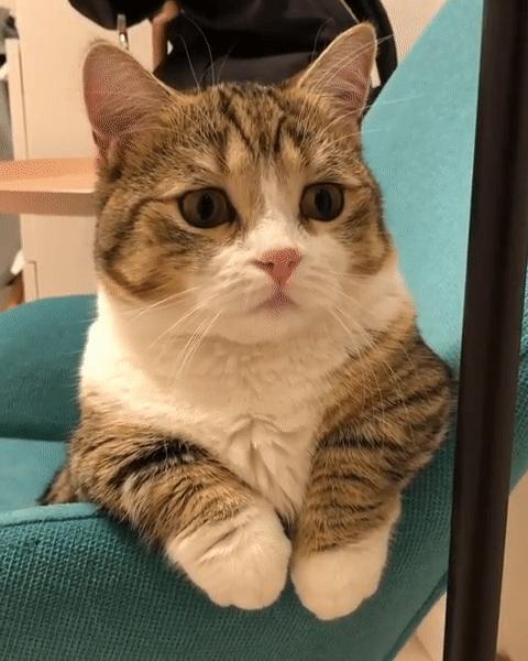 为什么说别养矮脚猫,矮脚猫的优缺点