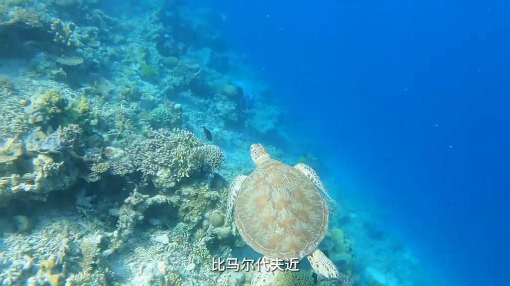 仙本那和马尔代夫哪个地方比较好,去仙本那度假比去马尔代夫省钱吗