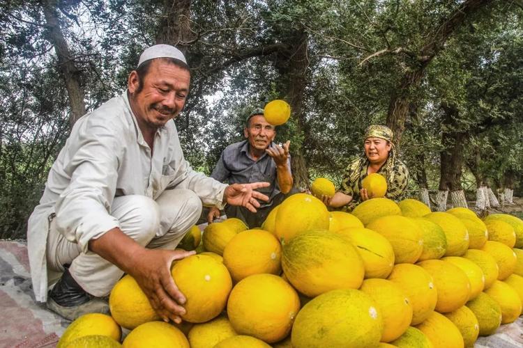 新疆瓜果为什么又甜又香,新疆种植的瓜果味道为什么特别甜
