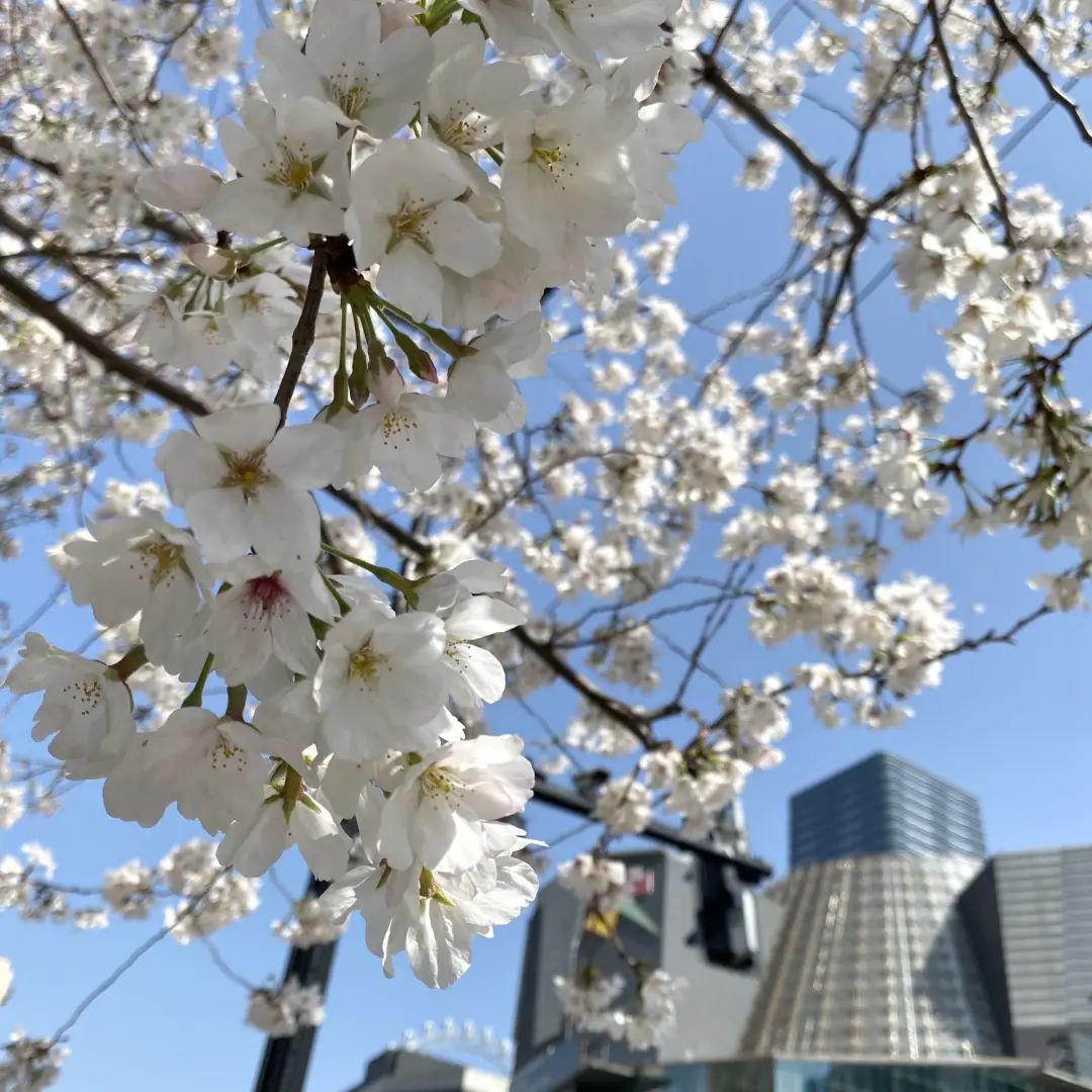 错过了一个秋天,错过了一个春秋