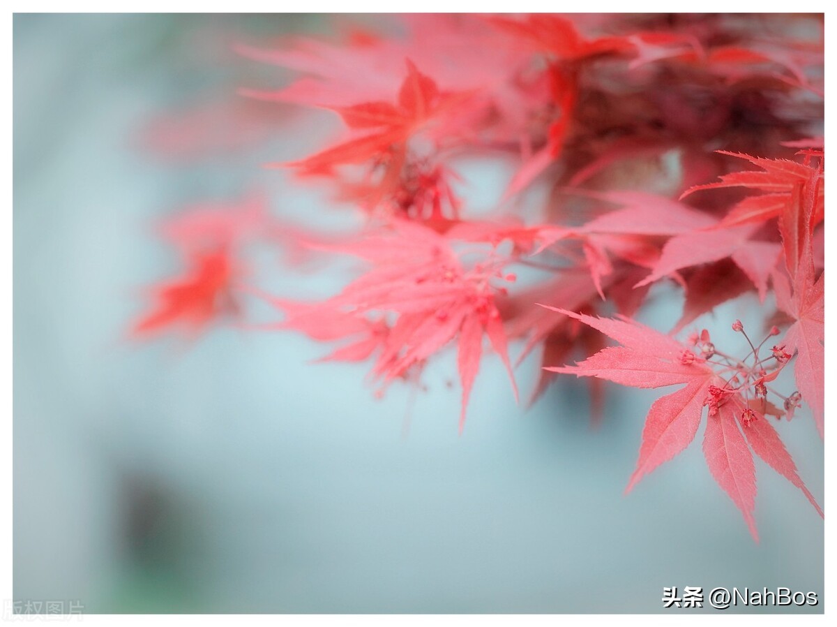 古人赞美成都的诗句,描写成都冬天的诗句