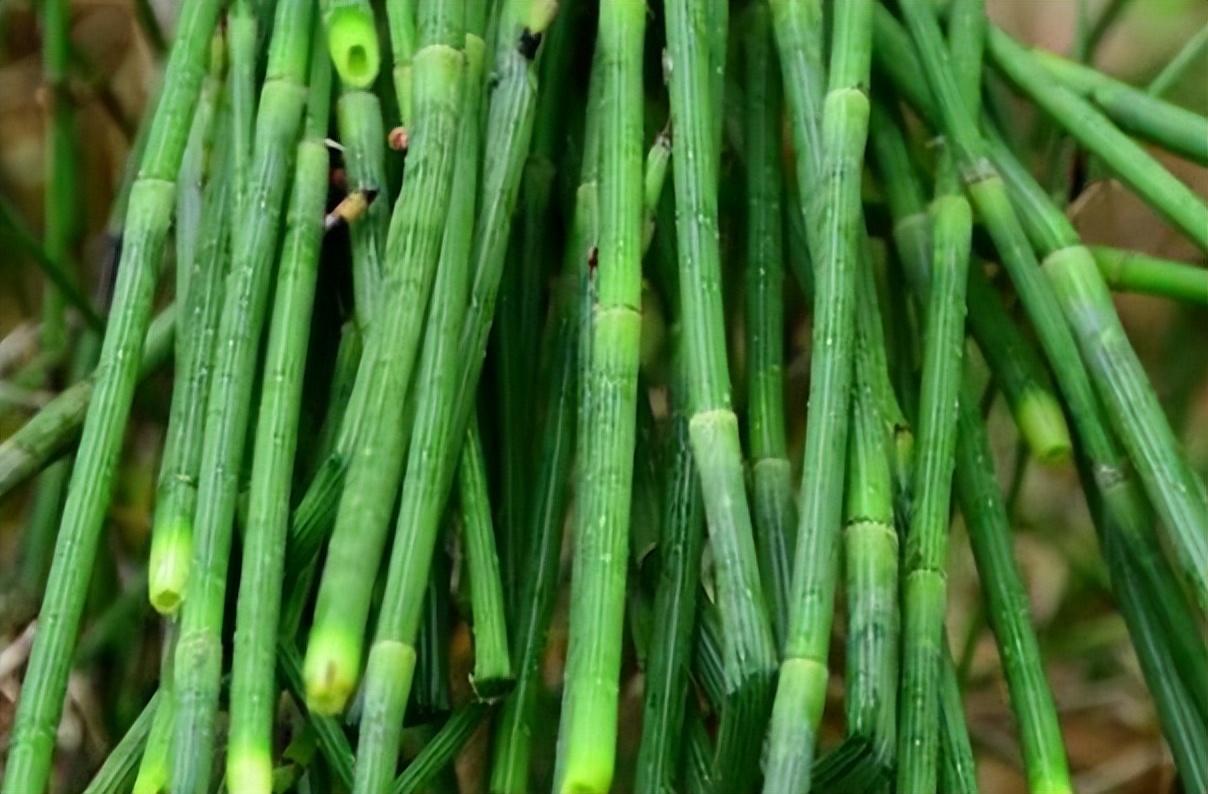 节节草能长期泡水喝吗有什么功效,老人用节节草泡脚的功效