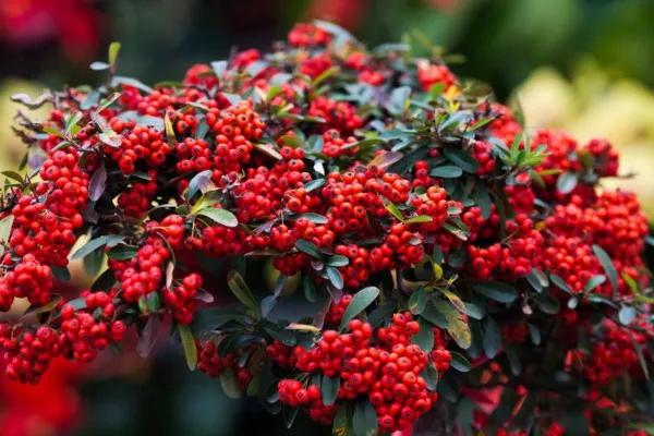 花开富贵花卉图片大全,金玉满堂花图片