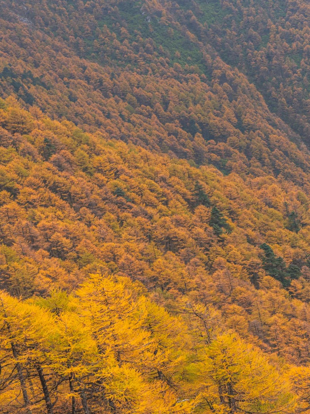 太白山是陕西最高点吗,秦岭最高峰太白山