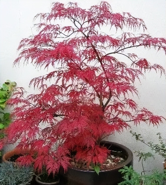 「秋天必看」枫树图鉴22年版——鸡爪枫及日本枫篇