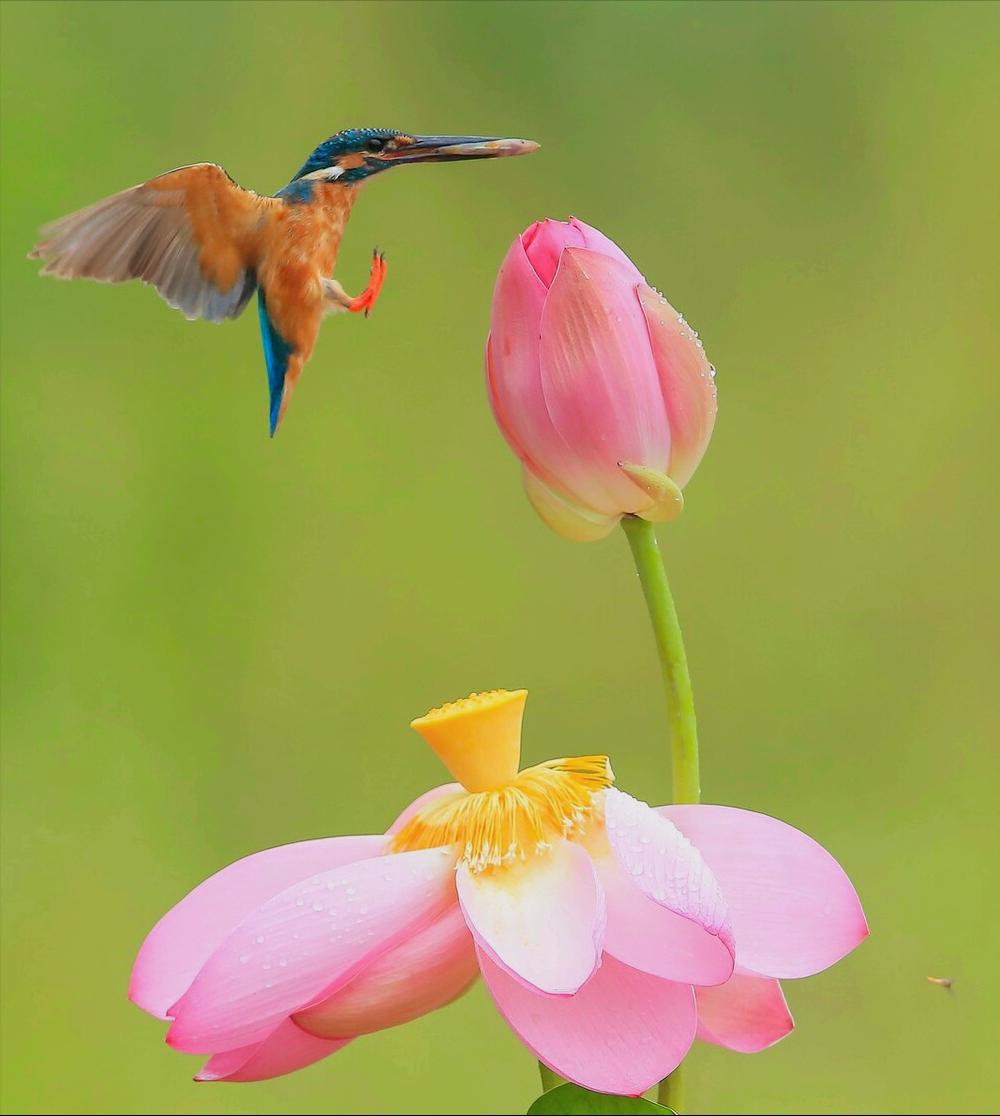 一花一惊艳，爱在夏花中，荷花别样红，莲叶无穷碧，弄花香满衣