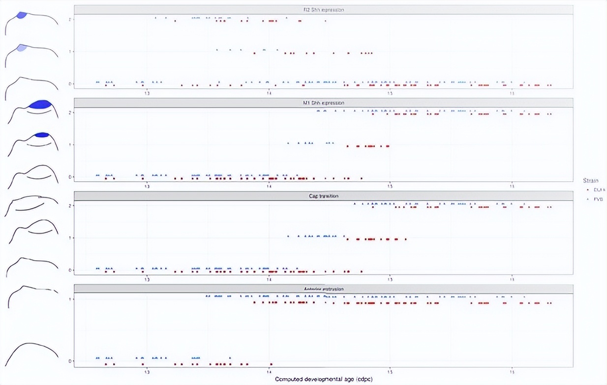 基于小鼠磨牙进化演变，研究其发育变异性通道的进化过程