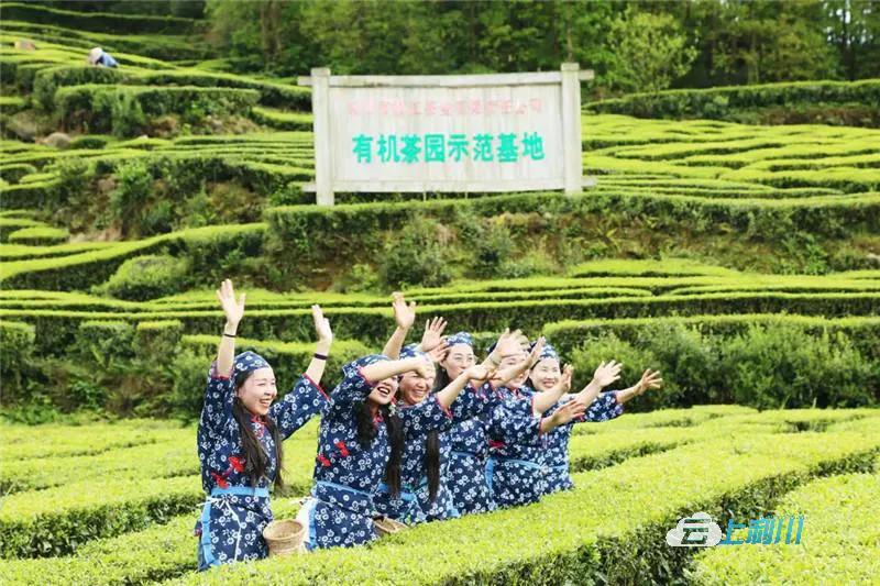 贡茶开采香满园！​5家企业与忠路镇政府签约，资金高达5.3亿元