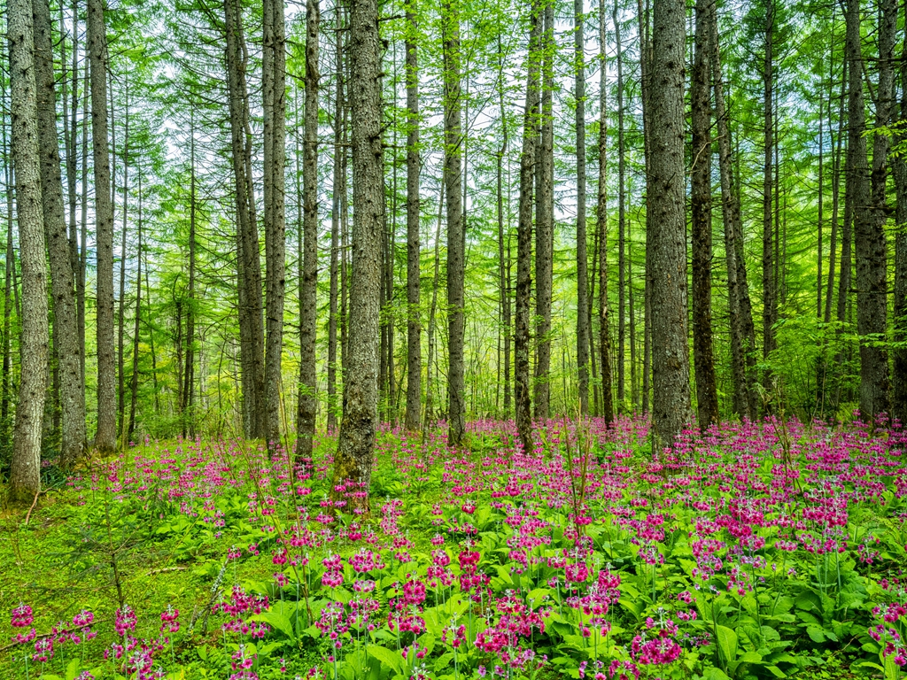 雅安熊猫生态公园地址,雅安芦山熊猫公园