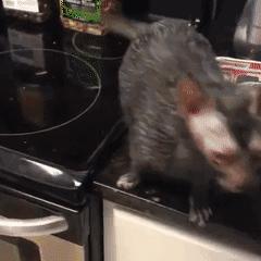 买猫要注意哪几个细节,买猫一般注意哪些问题