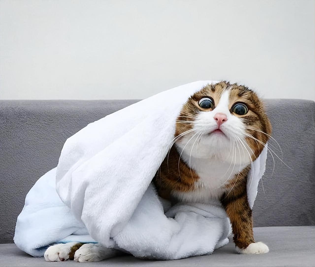 猫咪的胡须有什么作用需要剪吗,猫咪的胡子可以稍微剪掉一点点嘛