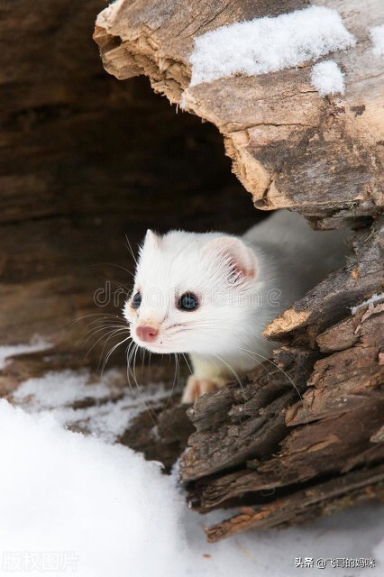 臭屁王吃西瓜,臭屁王偷吃