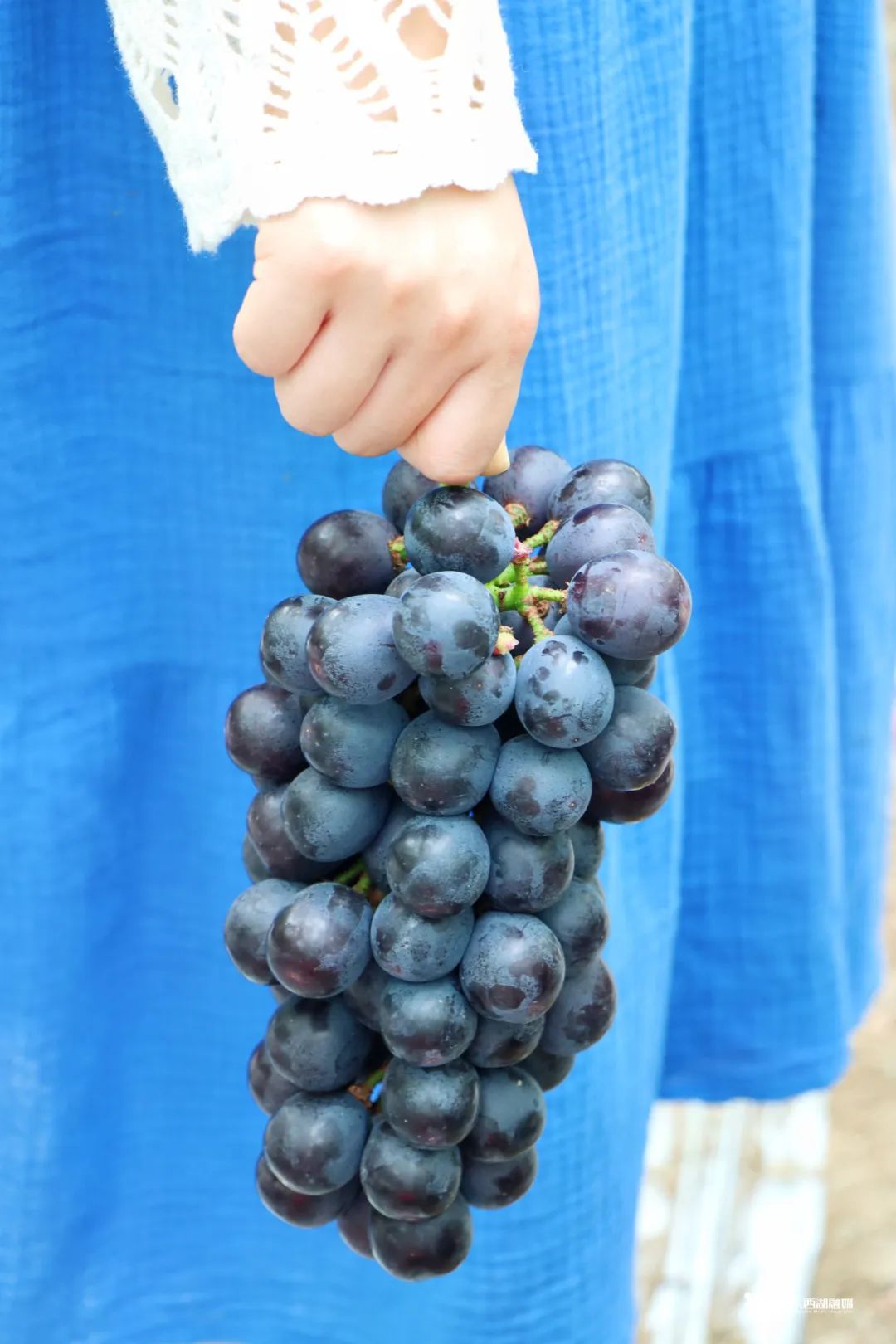 东西湖摘葡萄价格,武汉东西湖摘葡萄园