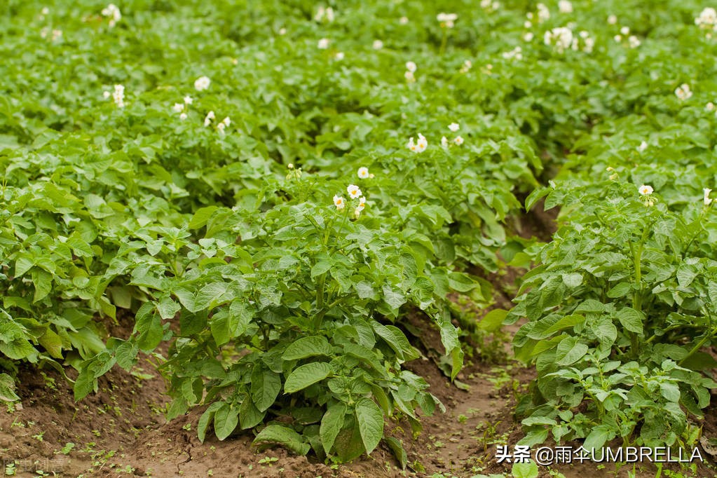 俄国风情：吉林老金在俄罗斯种蔬菜，成了当地的蔬菜大王