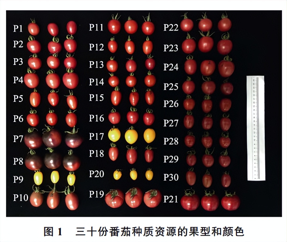 番茄果色偏黄怎么回事,番茄果实色泽评价