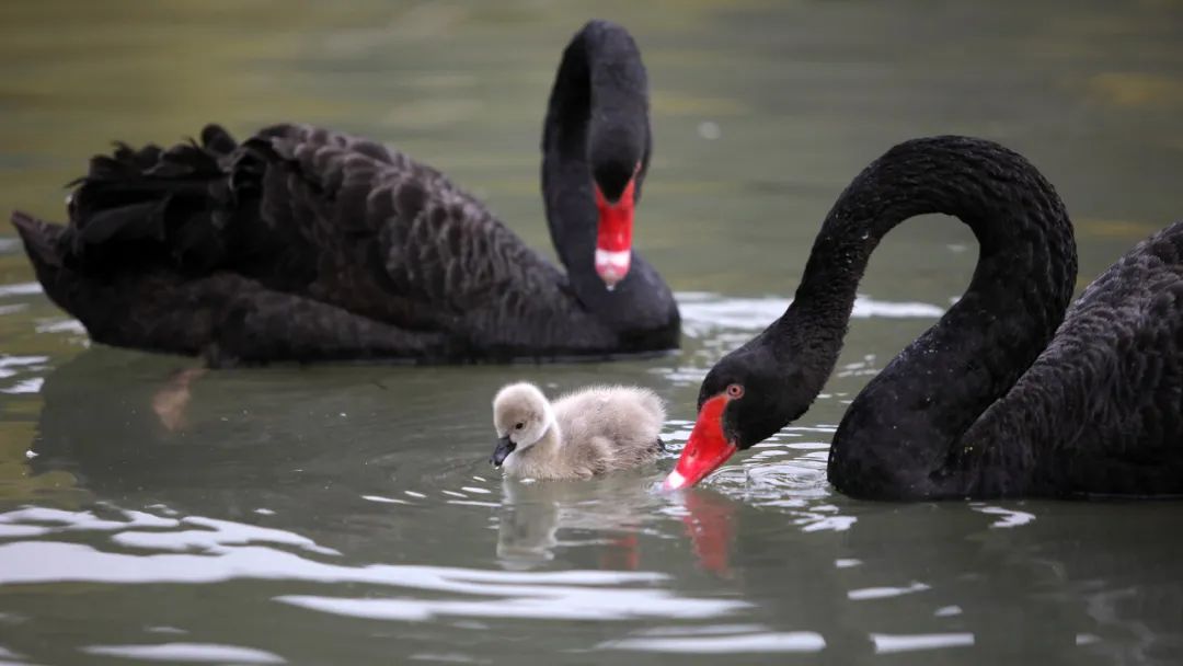 被黑天鹅打了,被黑天鹅攻击了