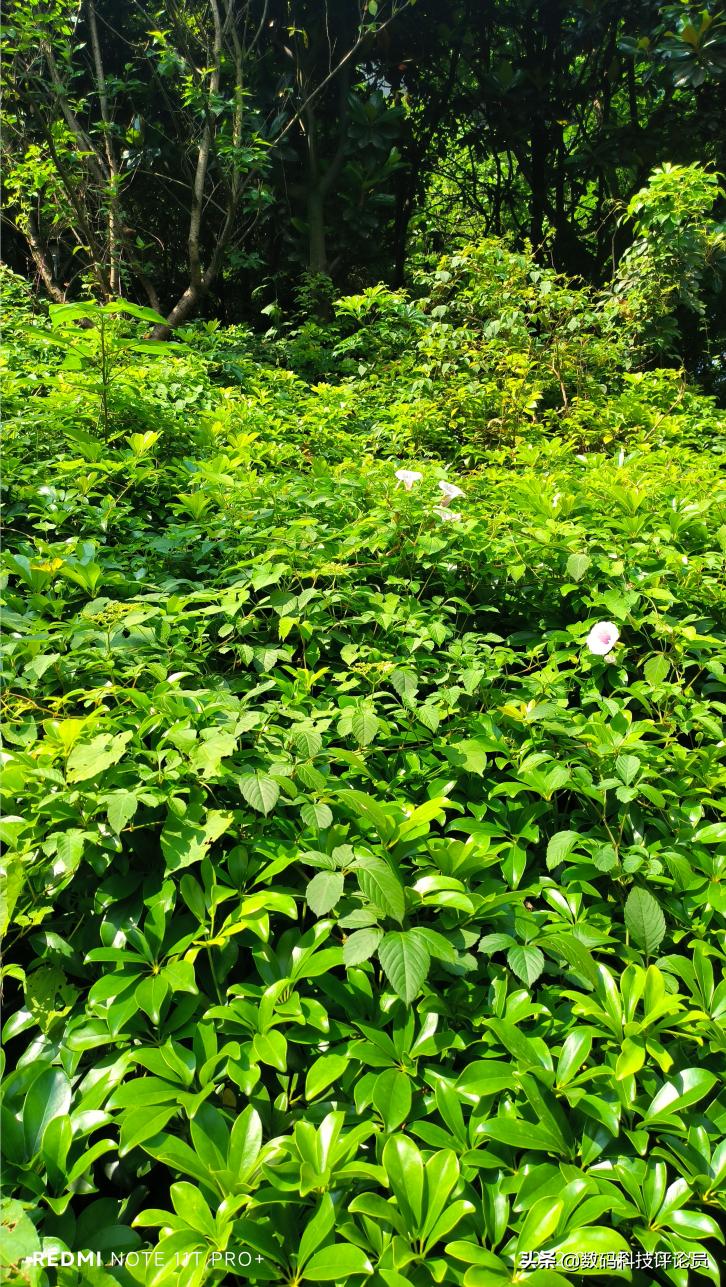 redminote11tpro深度评测,redminote11tpro+评测