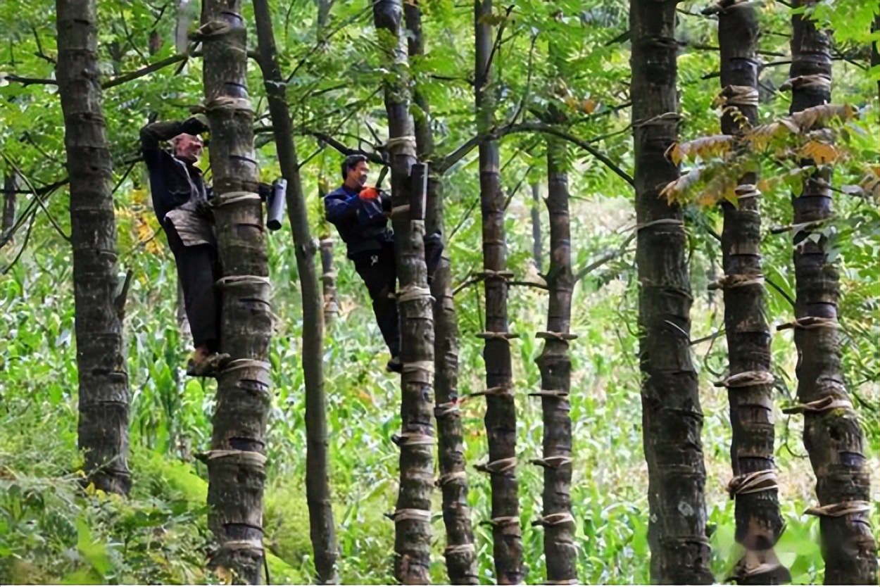 楚式漆器活态传承,最有名的楚式漆器