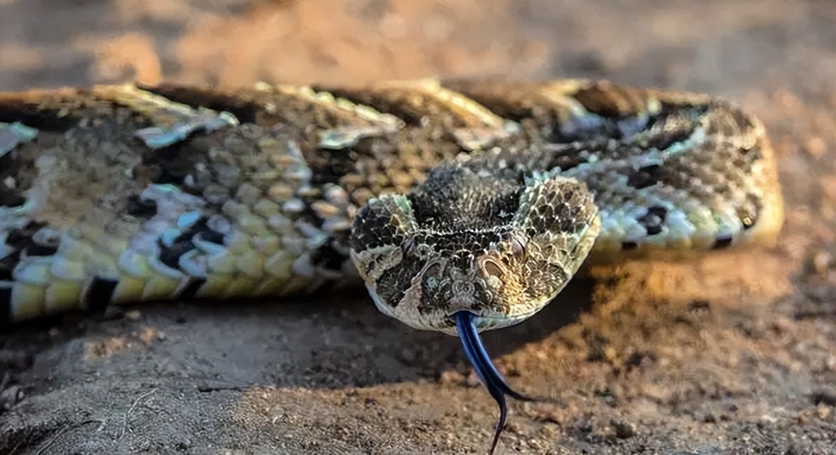 古代神话中,蛇妖多为性淫女妖,为何白娘子和她们却大相径庭?