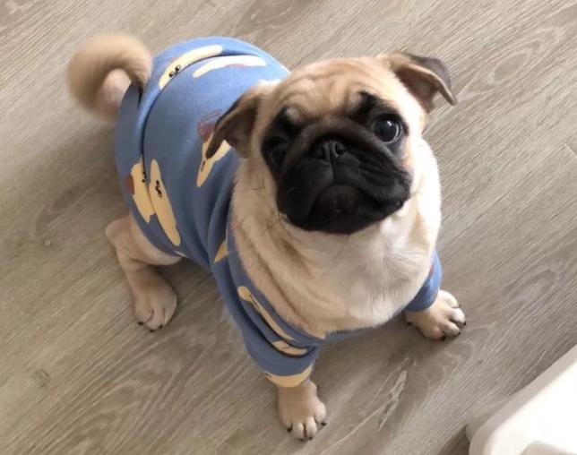 巴哥犬为什么很少人养,巴哥犬为什么看起来很忧郁