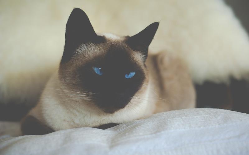 养猫咪要注意什么？新领回来的猫咪怎样才能养好？