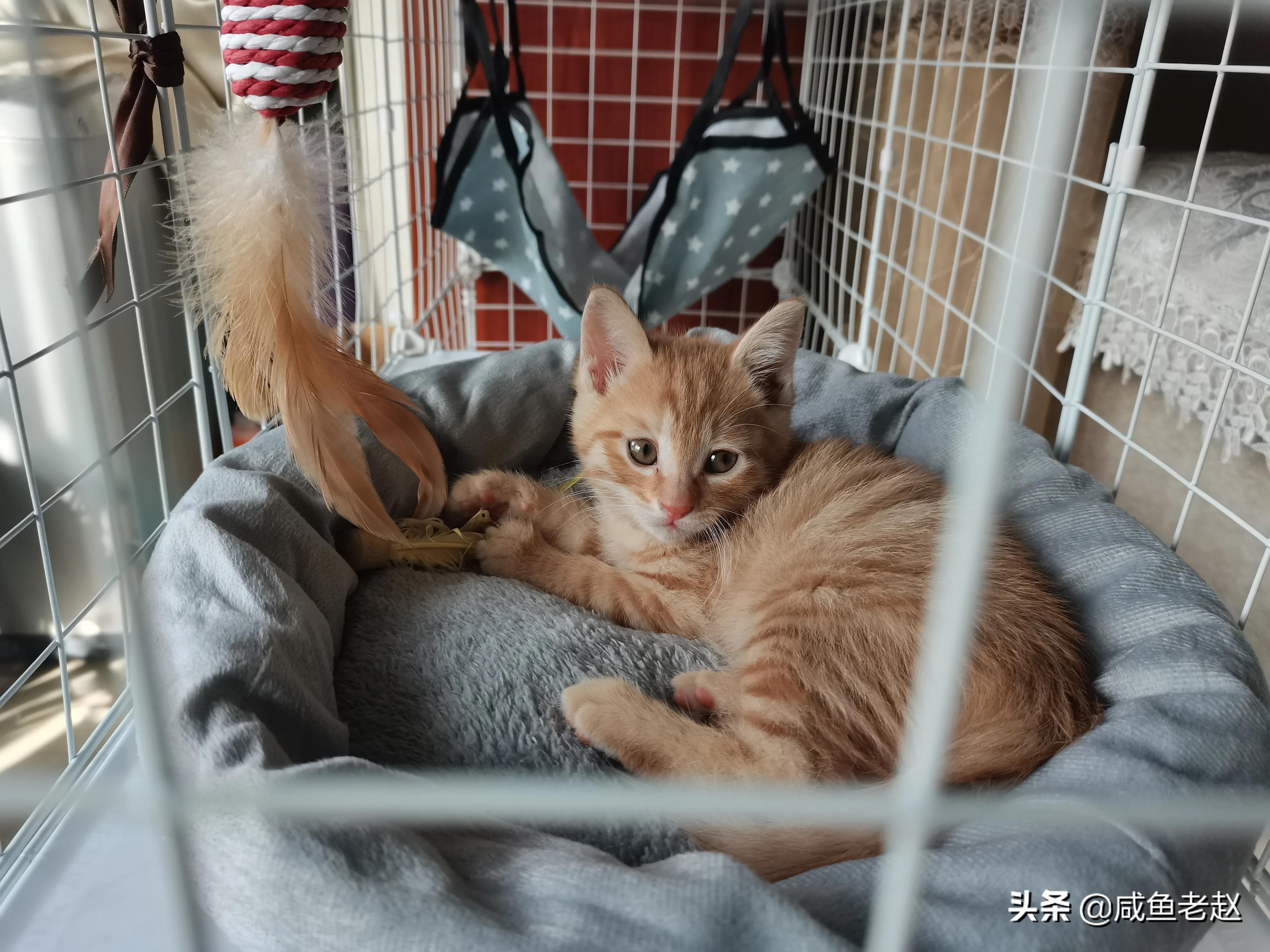 猫咪来我家了,猫咪来家里活泼