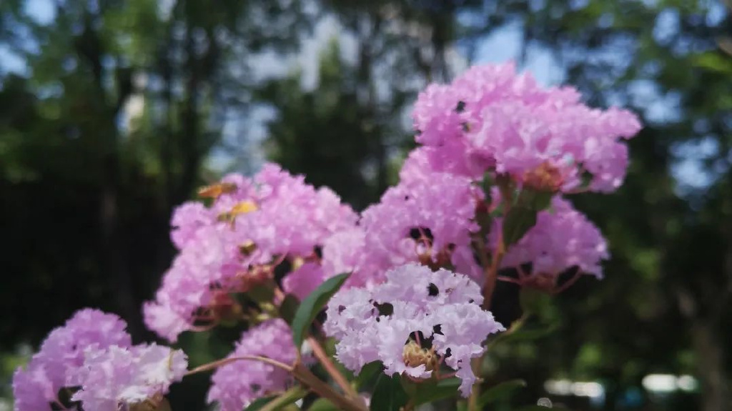 西安周边绿色森林在哪,西安免费森林公园最好玩的地方