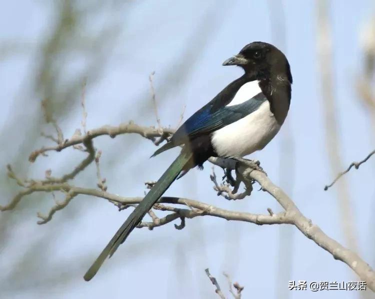 受伤的小喜鹊,拯救一只受伤的鸟