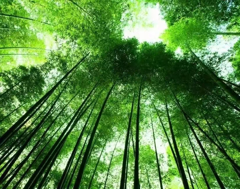 【原创】散文·江南春笋