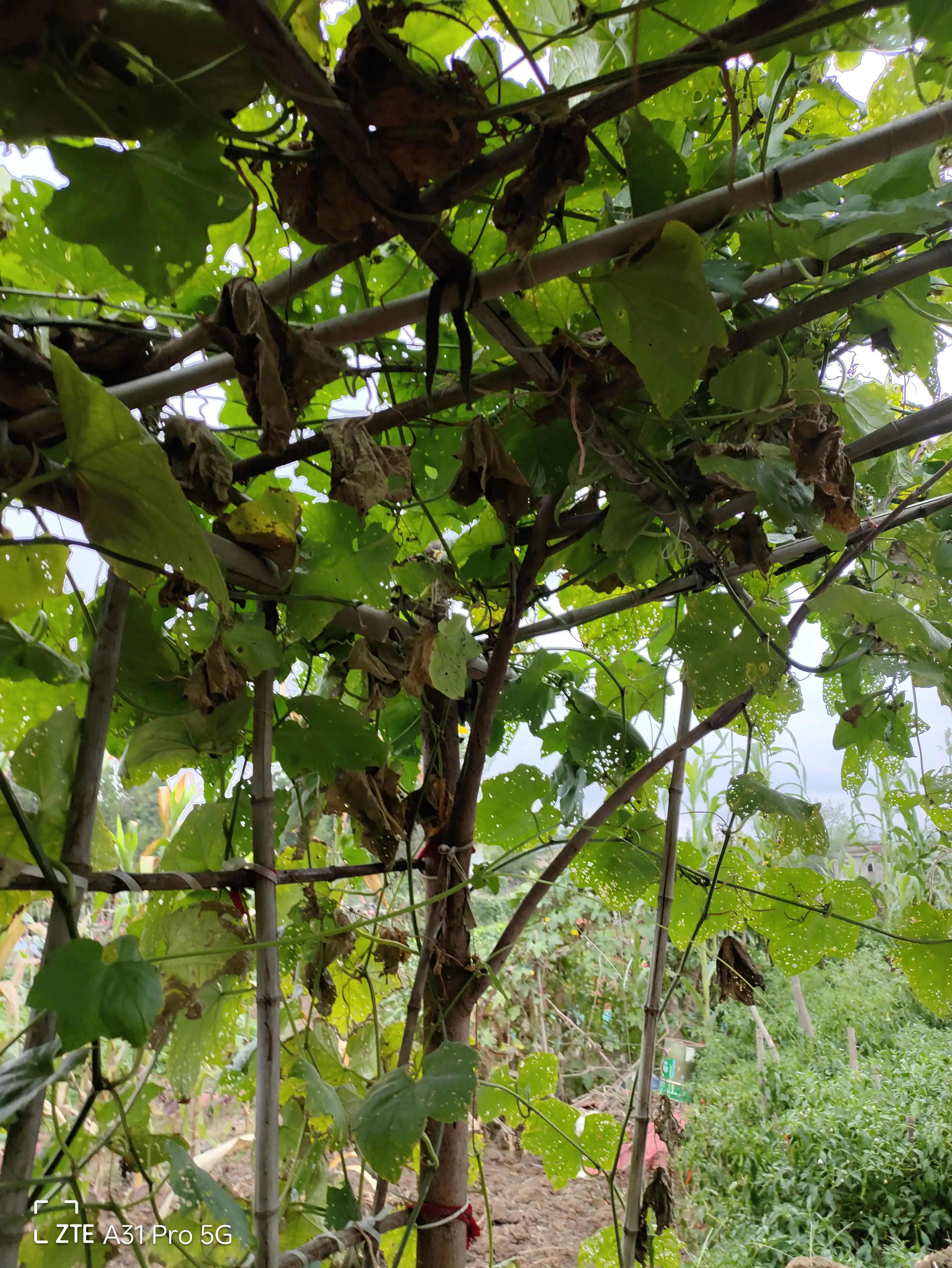 落花生的原名,落花生是什么意思