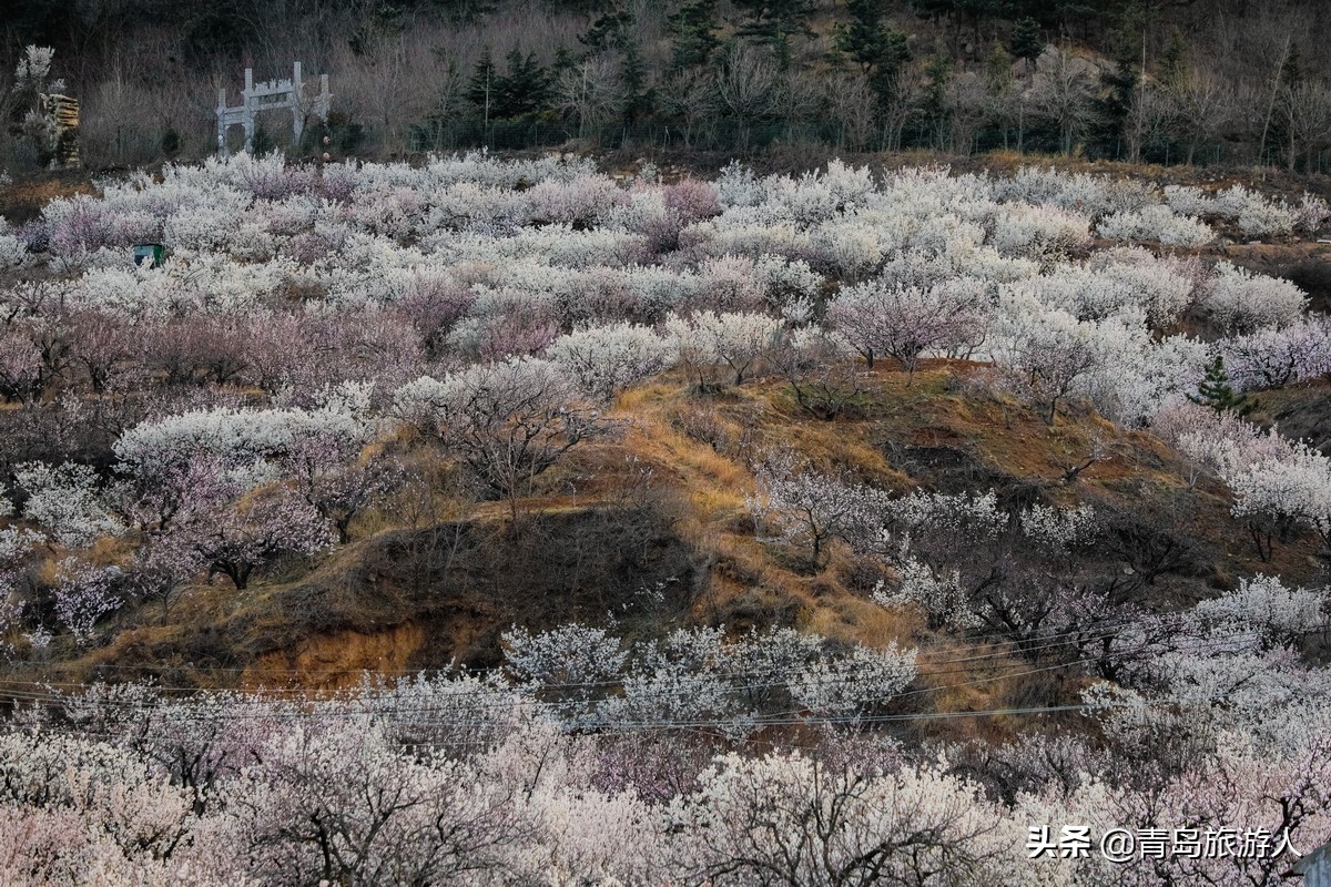 青岛樱桃谷樱桃花,青岛樱桃谷赏花