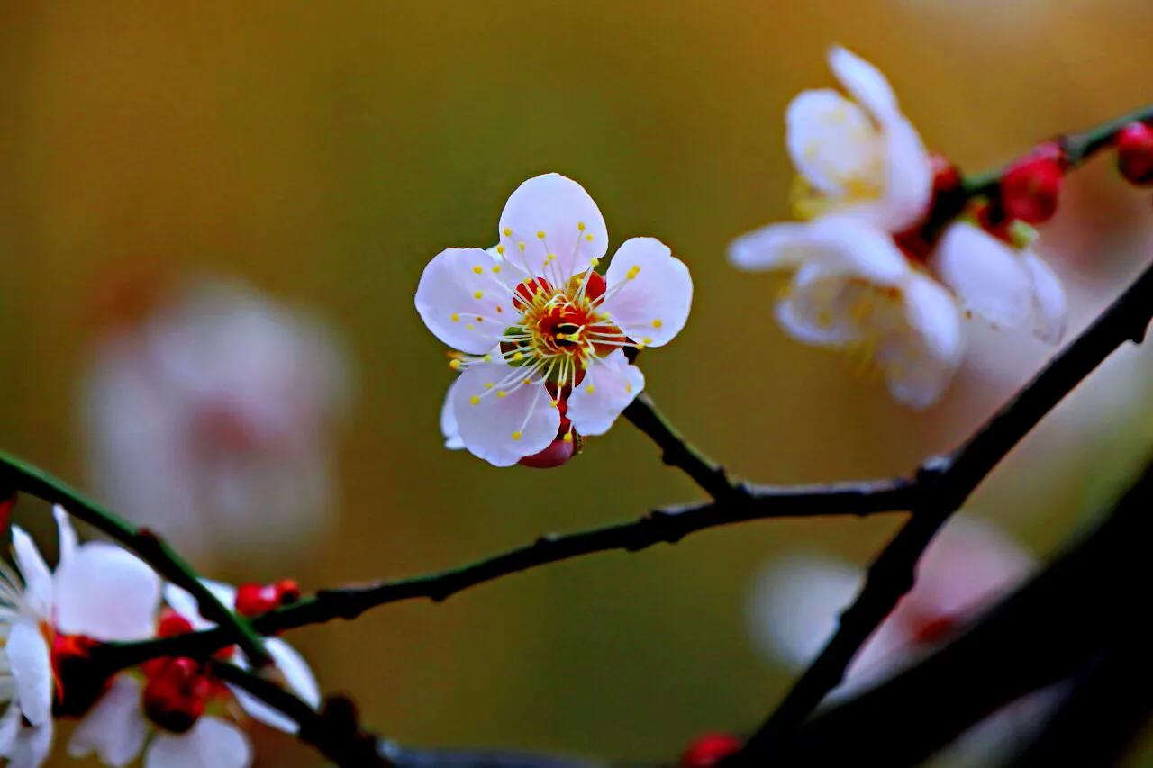 白梅花绽放视频,白梅花盛开