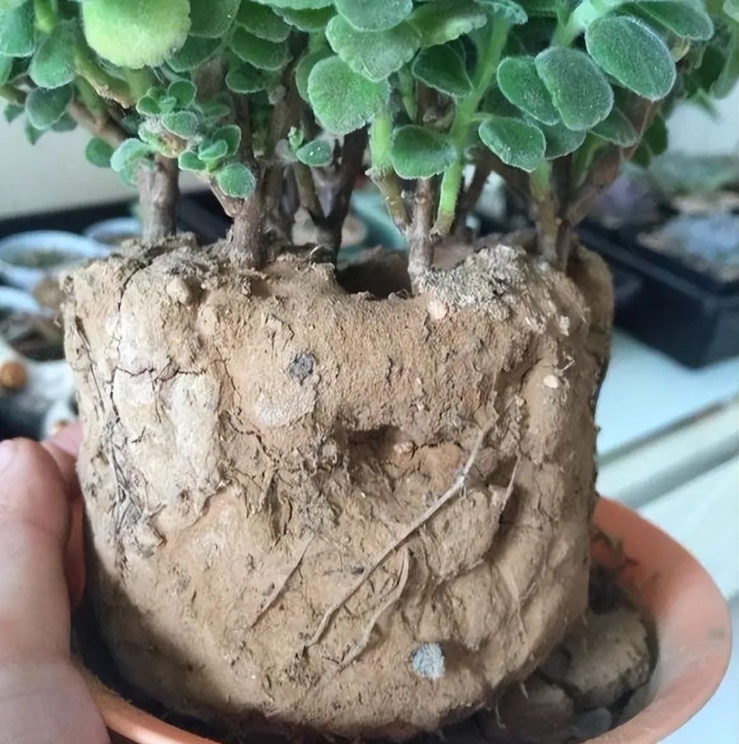 封闭阳台怎么养花技巧视频,封闭阳台养花技巧和方法