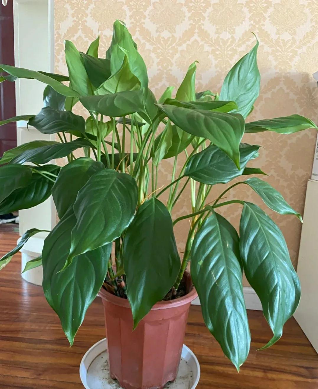 客厅养什么花最好看耐养,家庭适合养的招财旺宅的花