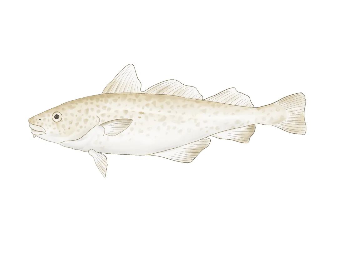 厦大食堂有啥鱼？这位老师来回答！