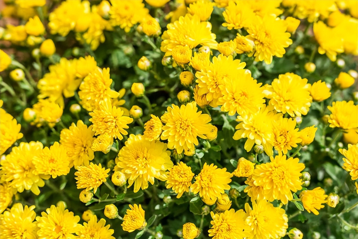 菊花茶真的是清凉降火的好帮手,菊花茶夏天必备