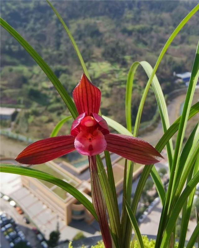 此兰是“云南色花之王”，珍品红素，兰香四溢，开花后仙气十足