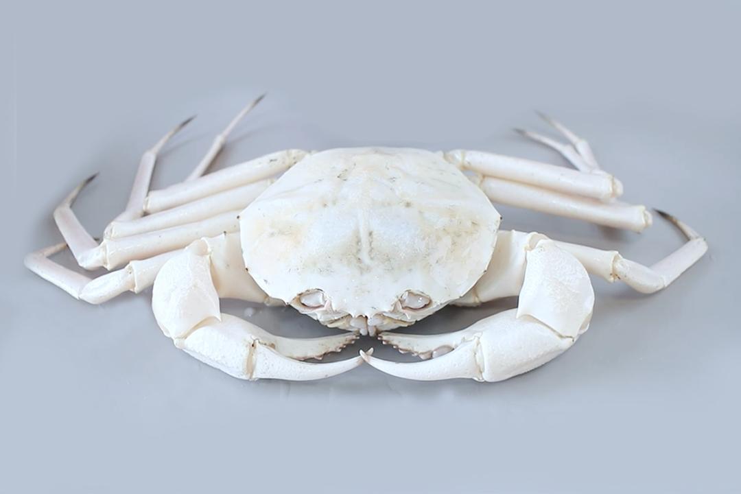 世界地图海鲜,澳大利亚最新海鲜图片