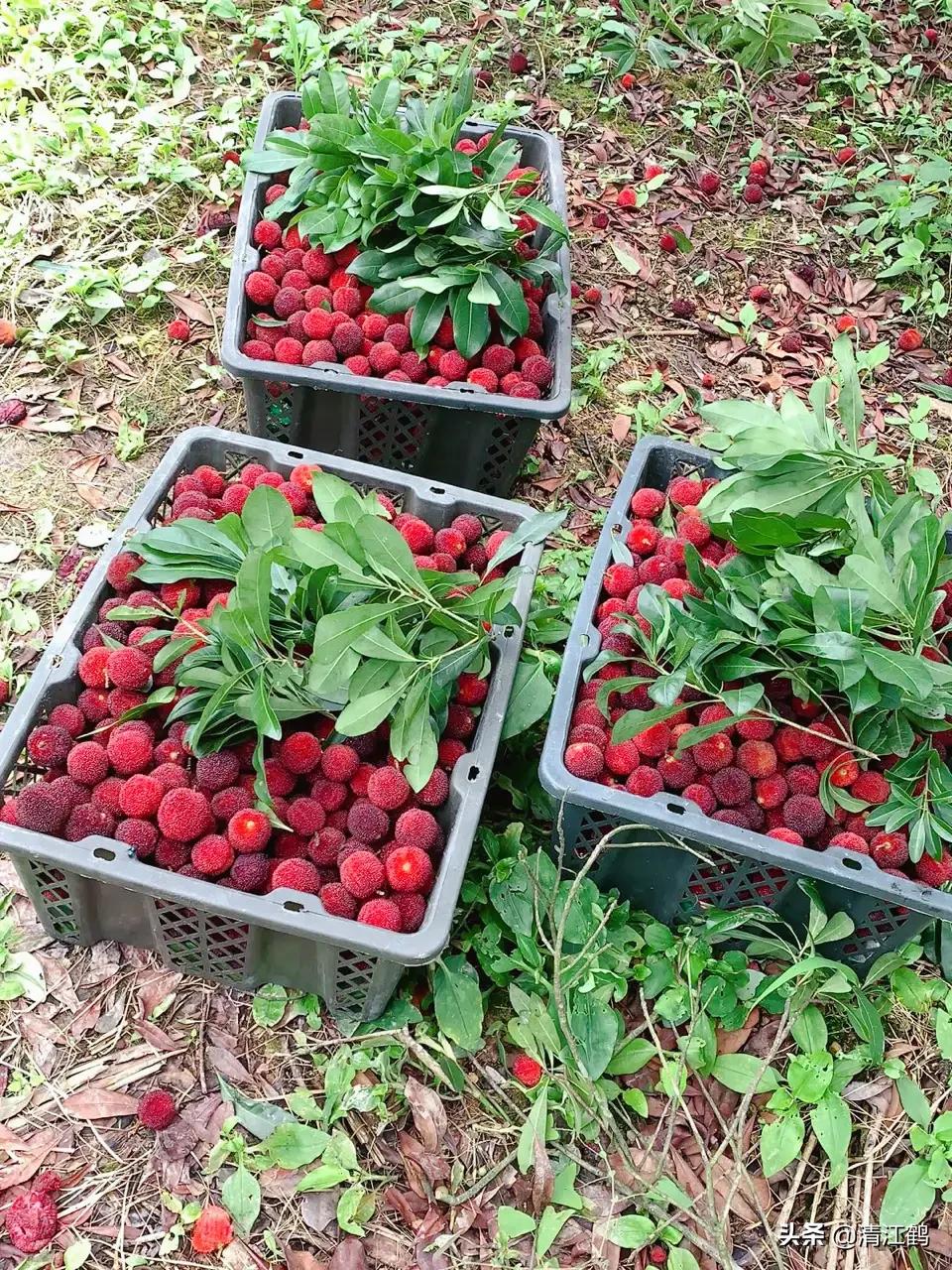 杨梅树叶发黄落叶起斑怎么治,小杨梅树叶子发黄枯死用什么药