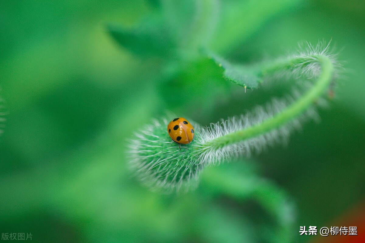 手机拍摄花朵的摄影技巧,拍照技术技巧花朵