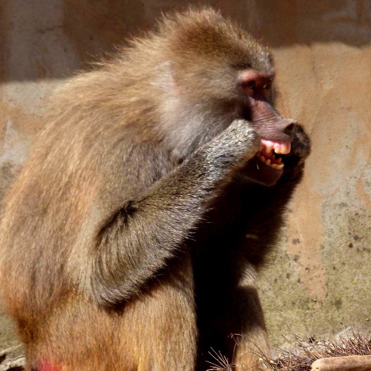 身价17万的实验猴！野生实验猴已进石器时代，用石头过度开发资源