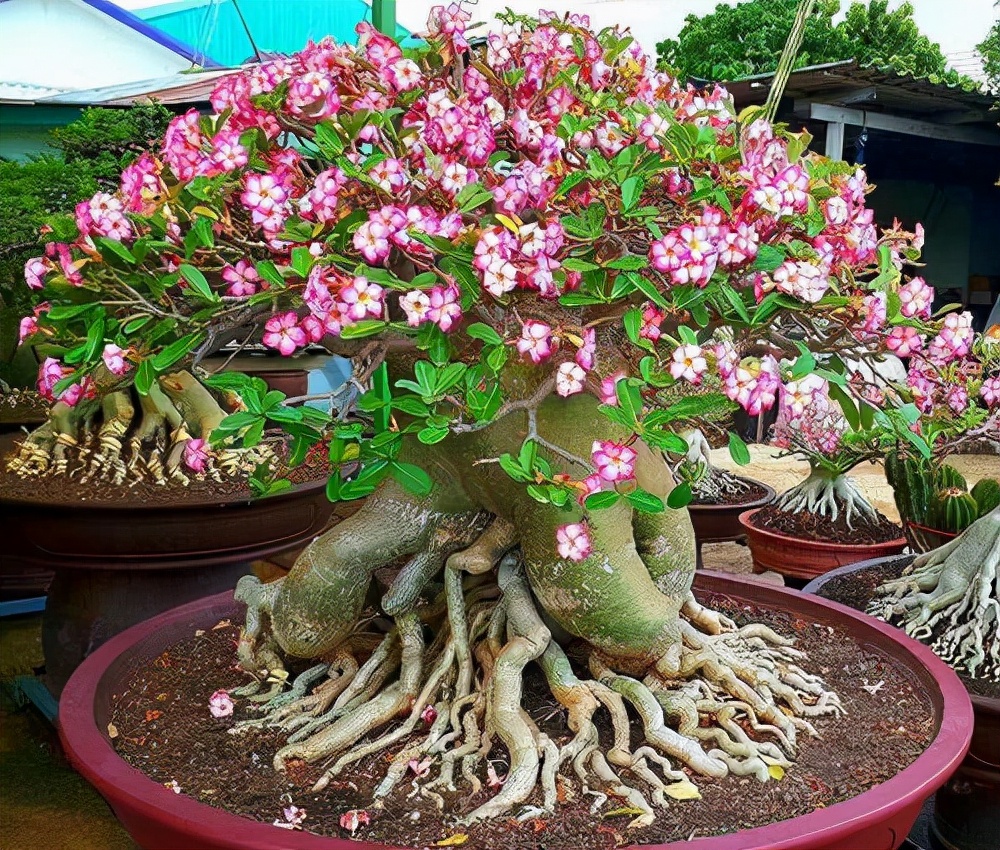 10种公认客厅最好养的花,适合客厅养的懒人花