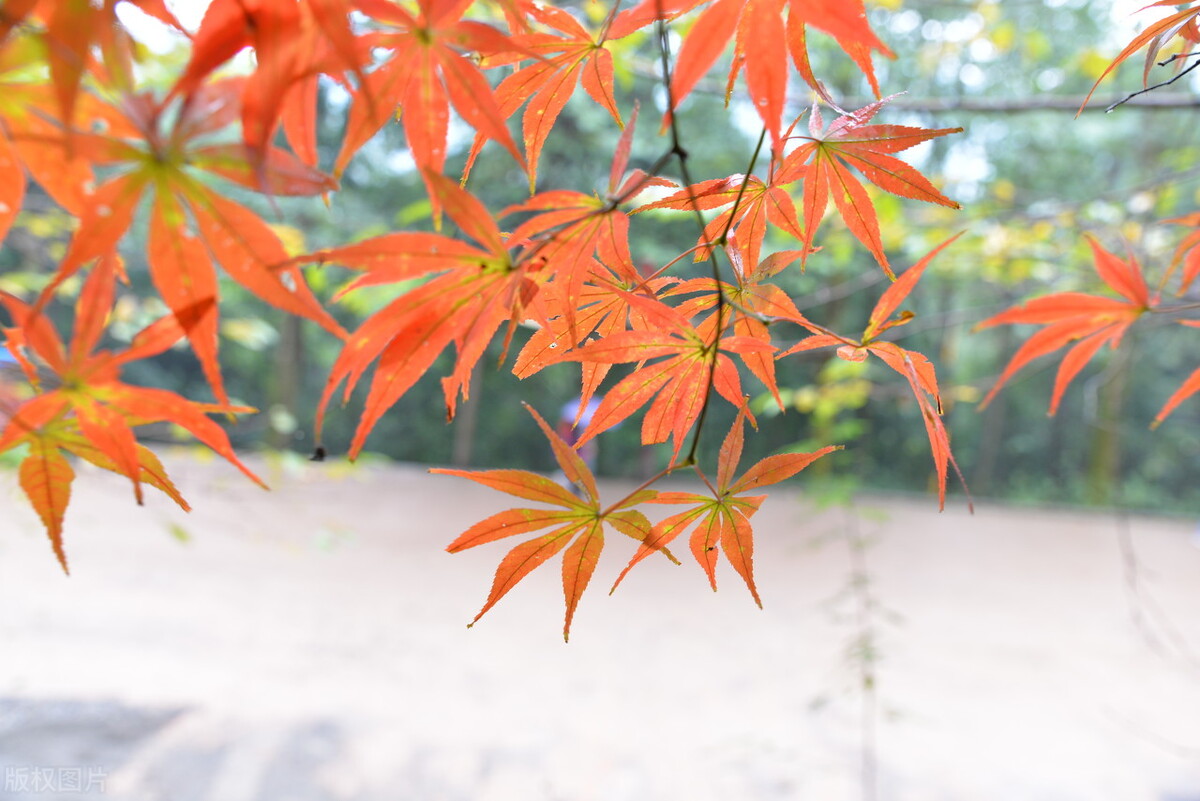 深圳往事1993,深圳往事的故事